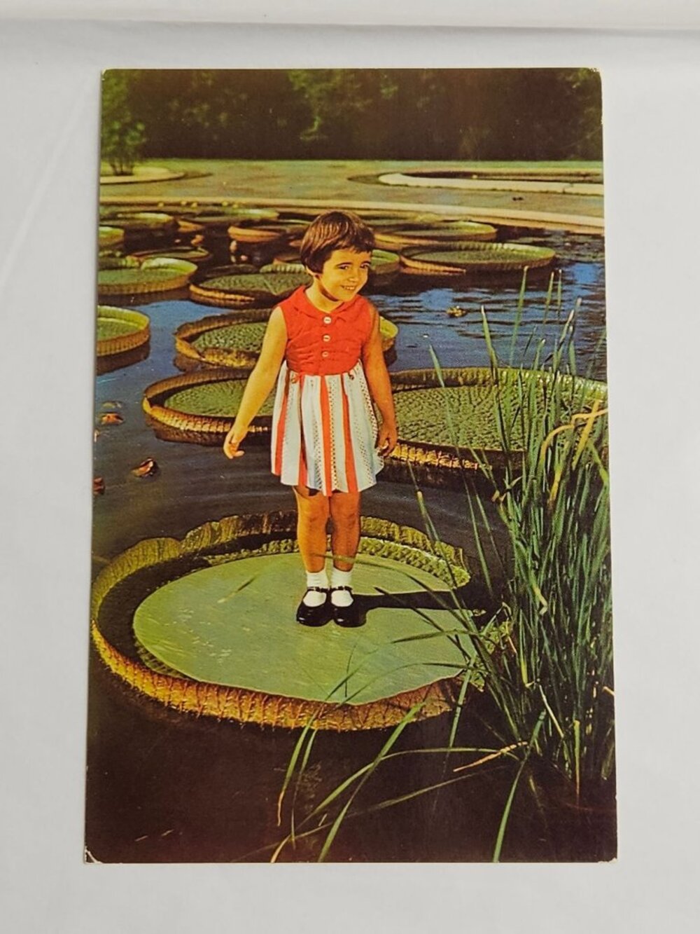 Longwood Gardens Kennett Square PA Tropical Water Lilly Postcard